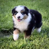 Penn, a male Miniature Australian Shepherd for sale in Evant, TX – 4 of 6