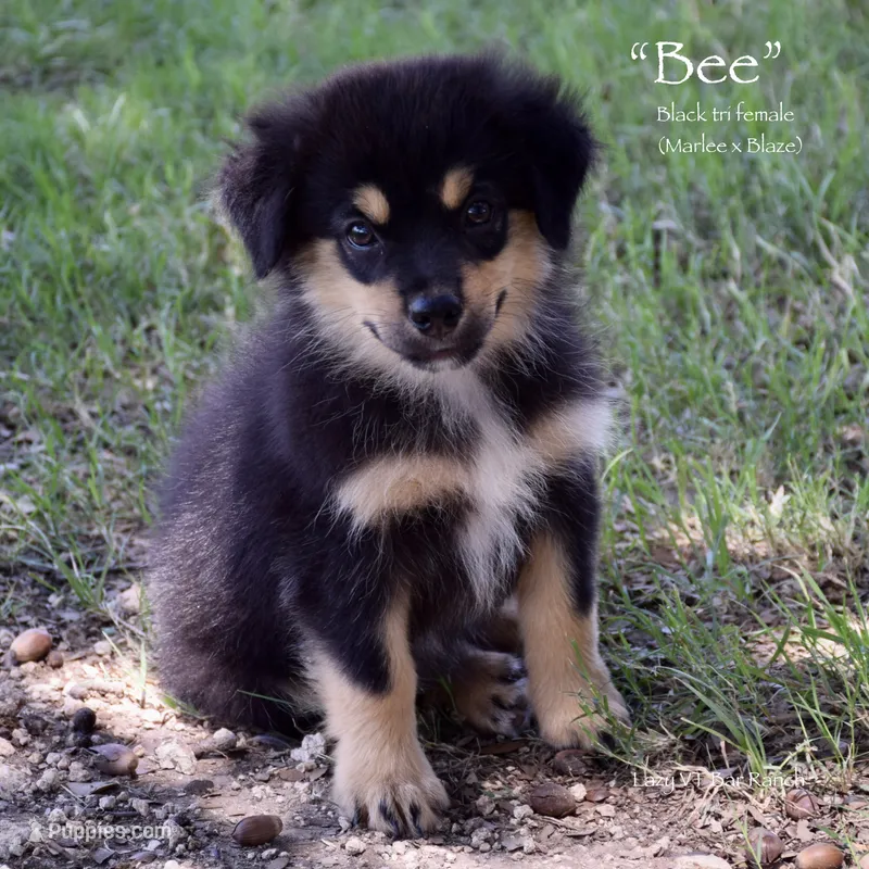Bee – Miniature Australian Shepherd puppy for sale in Evant, TX