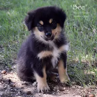Bee, a female Miniature Australian Shepherd for sale in Evant, TX – 1 of 8