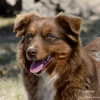 Firecracker, a female Miniature Australian Shepherd for sale in Evant, TX – 8 of 9