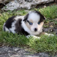 Kanga, a female Miniature Australian Shepherd for sale in Evant, TX – 3 of 6