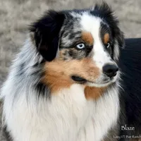 Penn, a male Miniature Australian Shepherd for sale in Evant, TX – 6 of 6