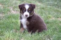 Firecracker, a female Miniature Australian Shepherd for sale in Evant, TX – 5 of 9