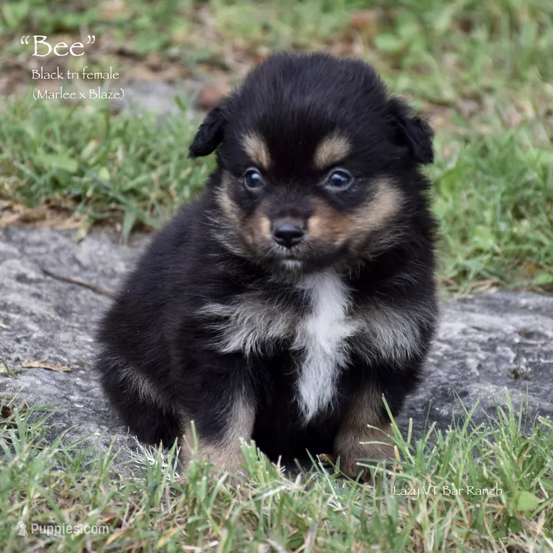 Bee – Miniature Australian Shepherd puppy for sale in Evant, TX