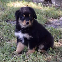Moon Mellow, a female Miniature Australian Shepherd for sale in Evant, TX – 2 of 6