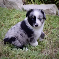 Fishy McFish, a male Miniature Australian Shepherd for sale in Evant, TX – 2 of 6
