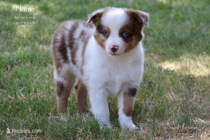 Flame – Miniature Australian Shepherd puppy for sale in Evant, TX