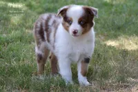 Flame, a male Miniature Australian Shepherd for sale in Evant, TX – 1 of 9