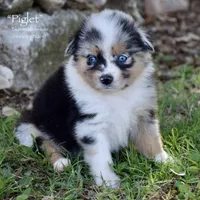 Piglet, a female Miniature Australian Shepherd for sale in Evant, TX – 2 of 6