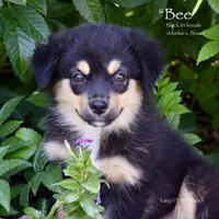 Bee, a female Miniature Australian Shepherd for sale in Evant, TX – 2 of 8