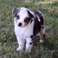 Star Pie, a female Miniature Australian Shepherd for sale in Evant, TX – 3 of 6