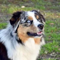 Sparkle Sweet, a female Miniature Australian Shepherd for sale in Evant, TX – 8 of 8