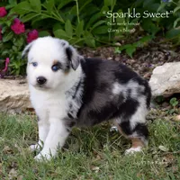 Sparkle Sweet, a female Miniature Australian Shepherd for sale in Evant, TX – 4 of 8
