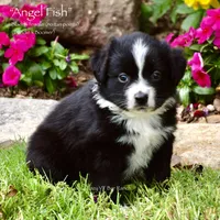 Angel Fish, a female Miniature Australian Shepherd for sale in Evant, TX – 2 of 5