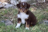 Rocket, a male Miniature Australian Shepherd for sale in Evant, TX – 2 of 10