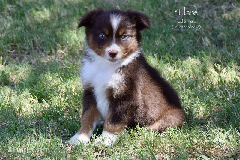 Flare – Miniature Australian Shepherd puppy for sale in Evant, TX