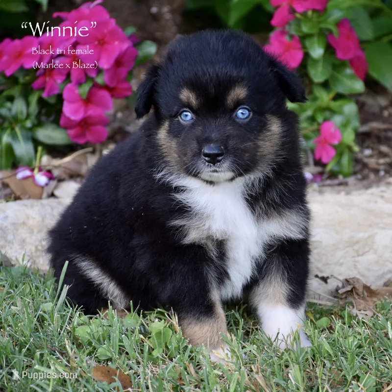 Winnie – Miniature Australian Shepherd puppy for sale in Evant, TX