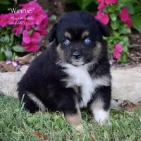 Winnie, a female Miniature Australian Shepherd for sale in Evant, TX – 1 of 5