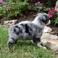 Bamboo Shrimp, a male Miniature Australian Shepherd for sale in Evant, TX – 2 of 7