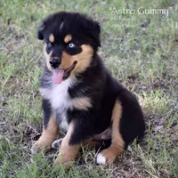 Astro Gummy, a male Miniature Australian Shepherd for sale in Evant, TX – 1 of 10