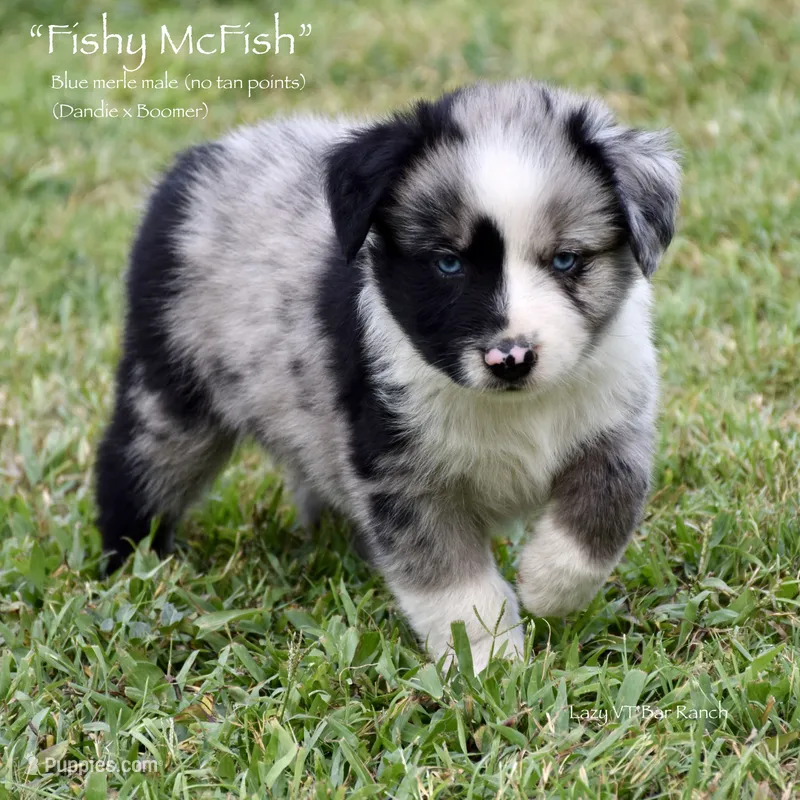 Fishy McFish – Miniature Australian Shepherd puppy for sale in Evant, TX