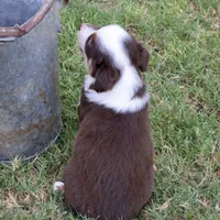 Bomb, a male Miniature Australian Shepherd for sale in Evant, TX – 6 of 9