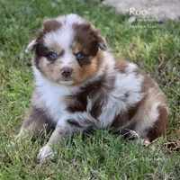 Roo, a female Miniature Australian Shepherd for sale in Evant, TX – 2 of 6