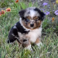 Chip, a male Miniature Australian Shepherd for sale in Evant, TX – 2 of 5
