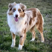Bomb, a male Miniature Australian Shepherd for sale in Evant, TX – 9 of 9