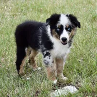 Kai, a male Miniature Australian Shepherd for sale in Evant, TX – 3 of 6