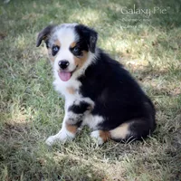 Galaxy Pie, a male Miniature Australian Shepherd for sale in Evant, TX – 4 of 10