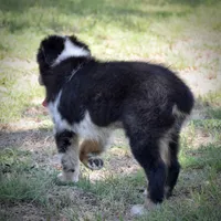 Kai, a male Miniature Australian Shepherd for sale in Evant, TX – 6 of 6