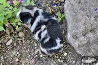 Chip, a male Miniature Australian Shepherd for sale in Evant, TX – 3 of 5