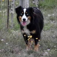 Latherby, a male Miniature Australian Shepherd for sale in Evant, TX – 5 of 6