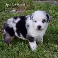 Sparkle Sweet, a female Miniature Australian Shepherd for sale in Evant, TX – 6 of 8