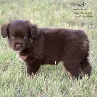 Pixel, a female Miniature Australian Shepherd for sale in Evant, TX – 2 of 5