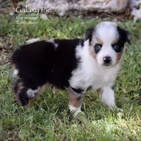 Galaxy Pie, a male Miniature Australian Shepherd for sale in Evant, TX – 3 of 6