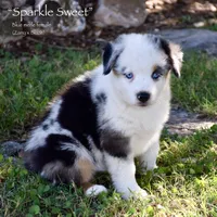 Sparkle Sweet, a female Miniature Australian Shepherd for sale in Evant, TX – 3 of 8