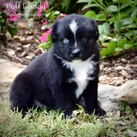 Puff Daddy, a male Miniature Australian Shepherd for sale in Evant, TX – 4 of 7