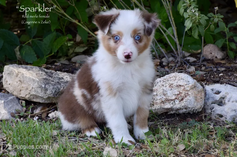 Sparkler – Miniature Australian Shepherd puppy for sale in Evant, TX