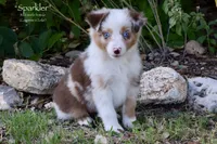 Sparkler, a female Miniature Australian Shepherd for sale in Evant, TX – 1 of 10