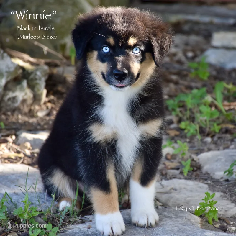Winnie – Miniature Australian Shepherd puppy for sale in Evant, TX