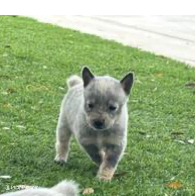 Princess – Australian Cattle Dog puppy for sale in Perris, CA