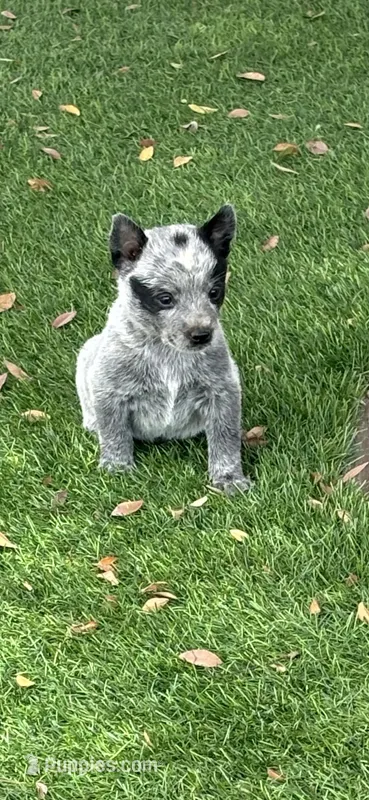 Rusty – Australian Cattle Dog puppy for sale in Perris, CA