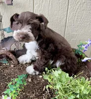 Riley , a male Miniature Schnauzer for sale in Grant City, MO – 2 of 4