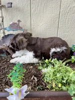Rex, a male Miniature Schnauzer for sale in Grant City, MO – 4 of 4
