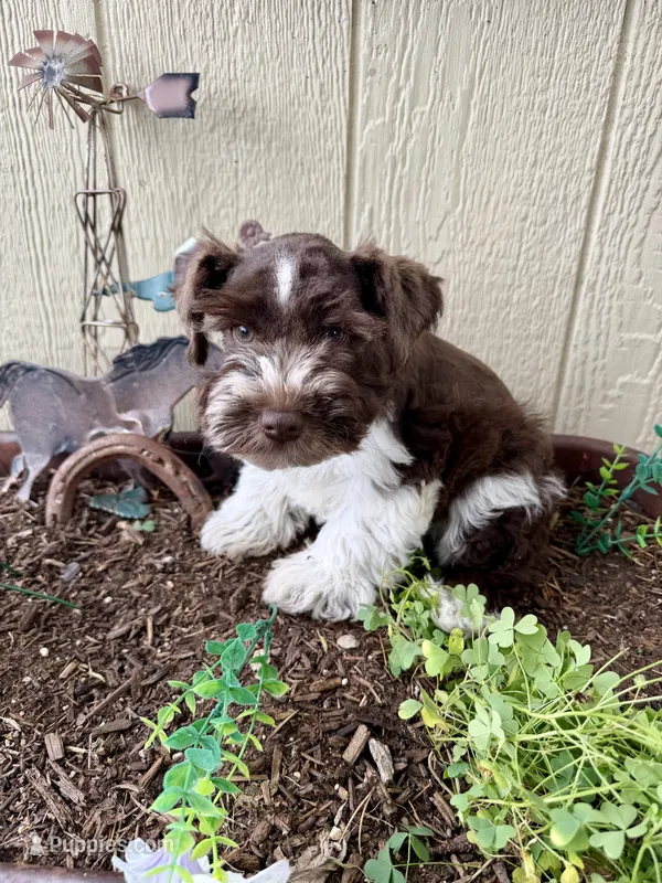 Rex – Miniature Schnauzer puppy for sale in Grant City, MO