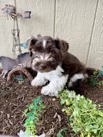 Rex, a male Miniature Schnauzer for sale in Grant City, MO – 1 of 4