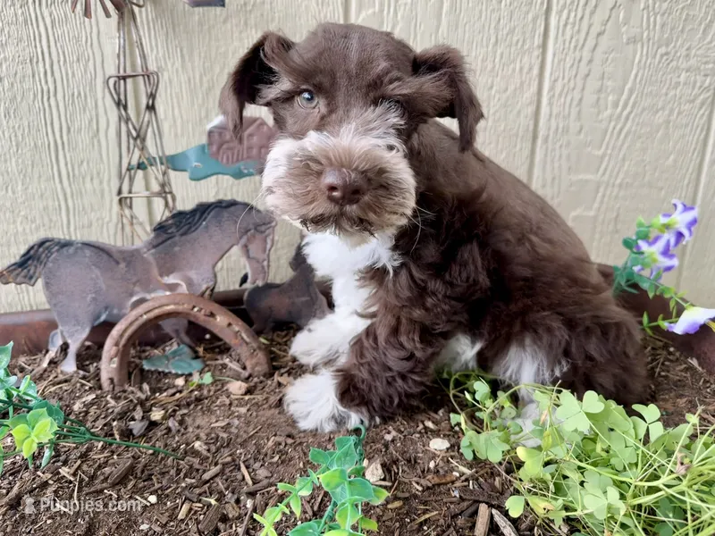 Riley  – Miniature Schnauzer puppy for sale in Grant City, MO