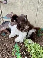 Rex, a male Miniature Schnauzer for sale in Grant City, MO – 3 of 4